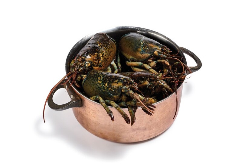 Coffre de homard canadien entier cru (tête) MSC