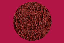 Sorbet myrtille sauvage