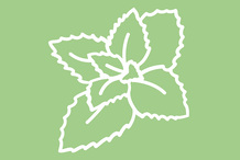 Crème glacée menthe-chocolat Crème glacée menthe-chocolat