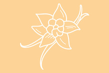 Crème glacée vanille Bourbon