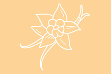 Crème glacée vanille Bourbon