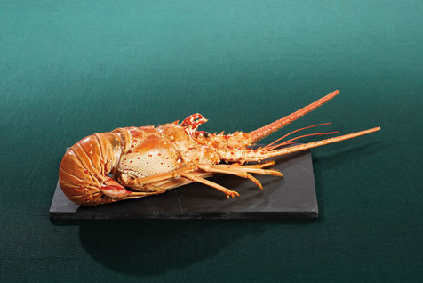 Langouste entière cuite